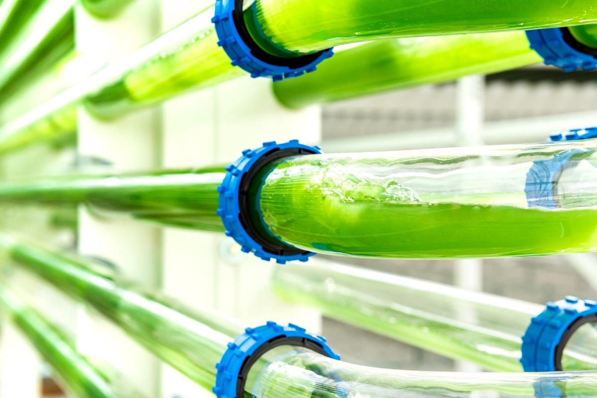 Algae cultivation: Scaling up with Lgem PBRs, a technical guide
