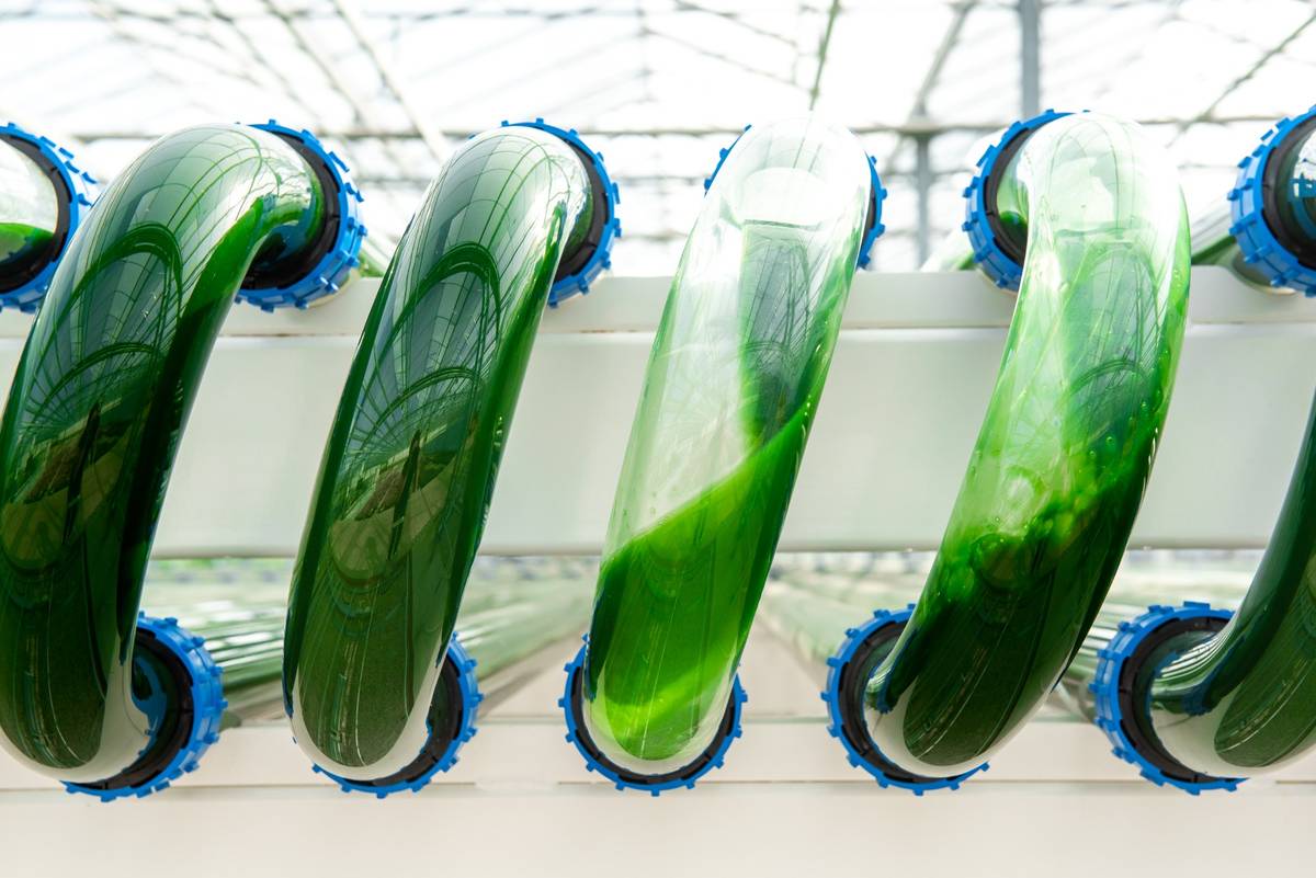 Transparent tubes carrying green algae cultures in Lgem PBR system optimised for scalable biomass production.