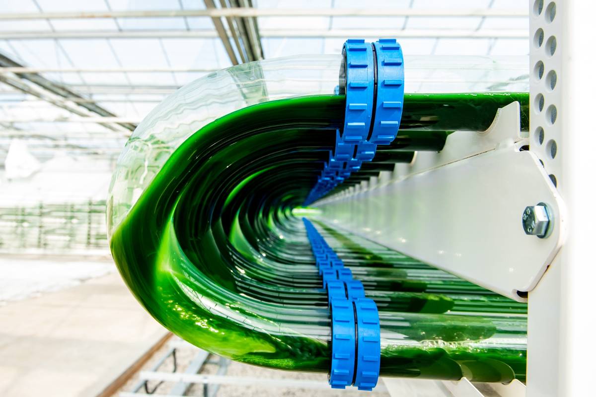 Close-up of Lgem photobioreactor with circulating algae cultures, designed for high-density and efficient cultivation.