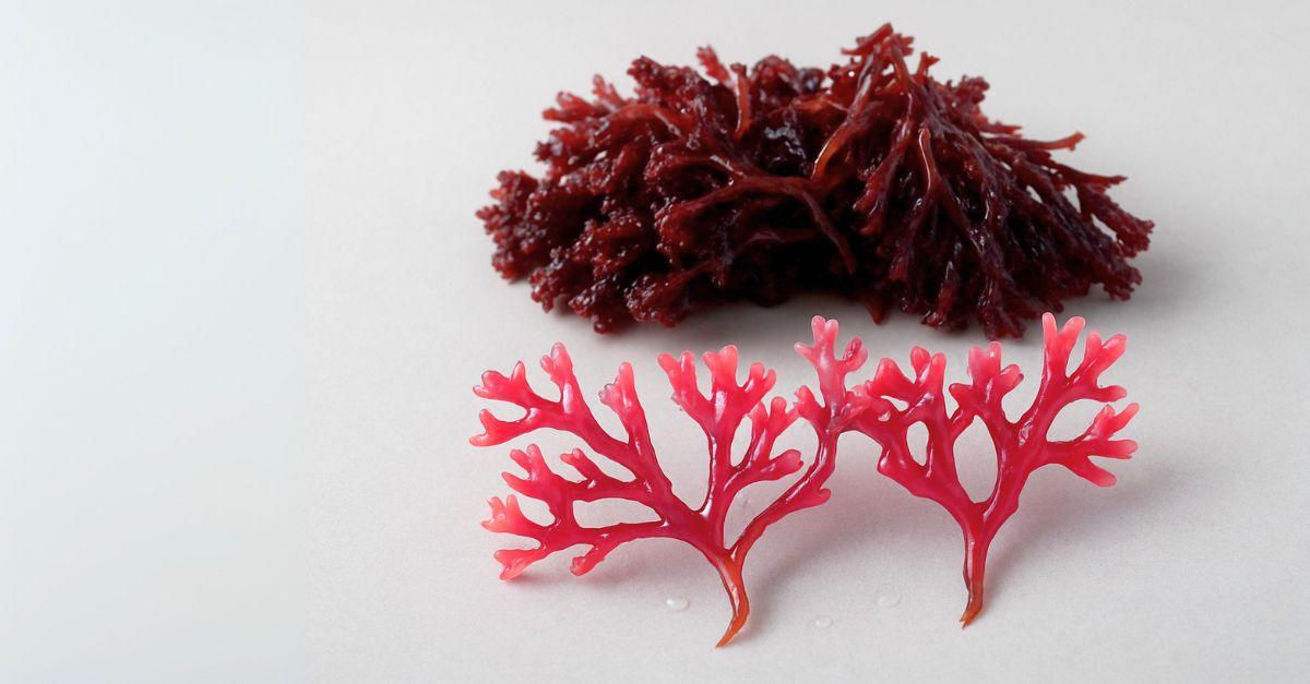 Astaxanthin reseach in the Medical Industry_ Research and Development Frontiers 2