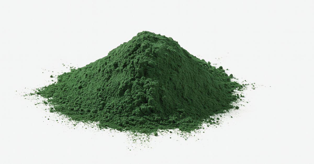 Green spirulina powder from the growing spirulina process, dried and finely ground for nutritional use.